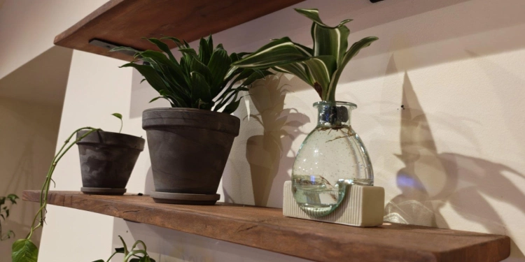 Potted houseplants on a wooden shelf.