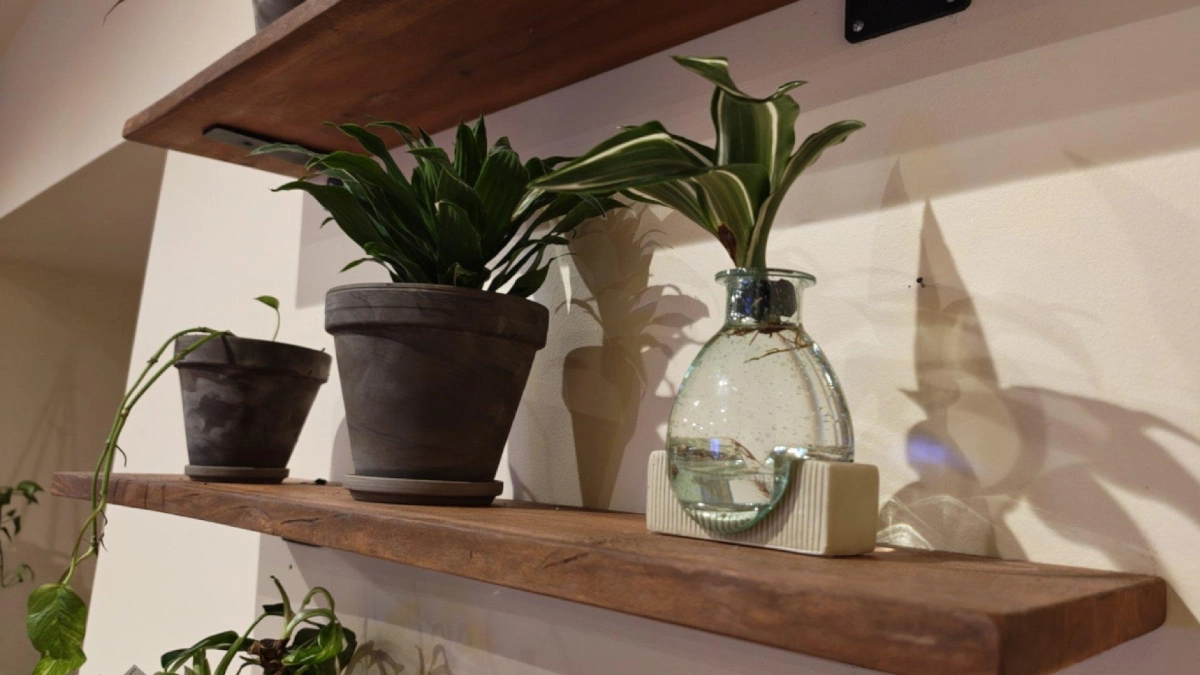 Potted houseplants on a wooden shelf.