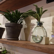 Potted houseplants on a wooden shelf.